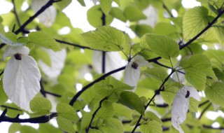 珙桐花什么时候开 珙桐花几月开