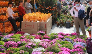 一年生花卉是指 一年生花卉是指什么