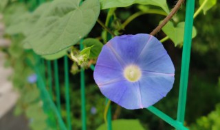 常见草本植物有哪些 常见草本植物介绍