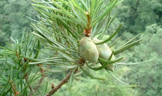 植物中的活化石是指什么和什么 植物中的活化石是什么