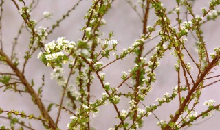 雪柳适合什么季节养 雪柳适合哪个季节养