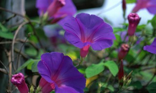 牵牛花种子怎样保存 牵牛花种子怎样保存呢