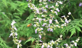 荆条蜜是什么花的蜜 荆条蜜简介