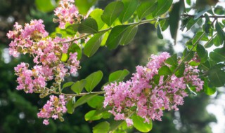 紫薇花应该怎么养殖 紫薇花如何养殖