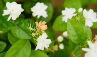 茉莉花可以在家养殖吗 茉莉花可不可以在家养殖