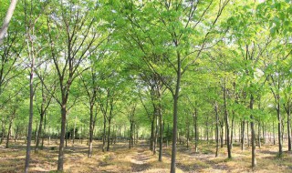 榉树的养殖方法及注意事项 榉树的养殖方法及注意事项简单介绍