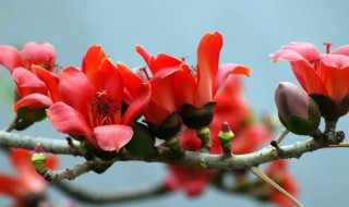 木棉花的寓意 有关木棉花的寓意是什么