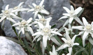 雪绒花的寓意 雪绒花的寓意是什么