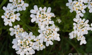 什么是常青花语 常青花语简介