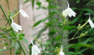 白鹤灵芝介绍白鹤灵芝的功效 关于白鹤灵芝介绍白鹤灵芝的功效