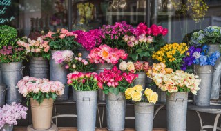 教师节送老师能送哪些花卉 适合教师节送老师的花