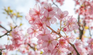 樱花的栽培方法 樱花的栽培方法介绍