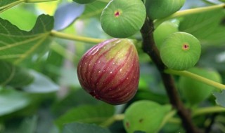 无花果树怎么种 无花果树的种植方法