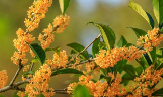 蜂蜜泡桂花功效与作用 蜂蜜泡桂花的功效与作用