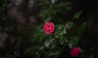 花草种植技术 关于花草种植技术