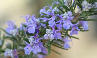 迷迭香的花语及代表意义 关于迷迭香的花语及代表意义