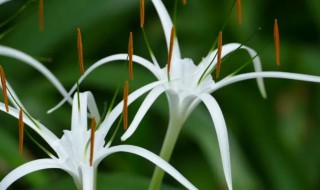 水鬼蕉花语 水鬼蕉花语介绍