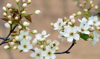 梨花的养殖方法 梨花的养殖方法介绍