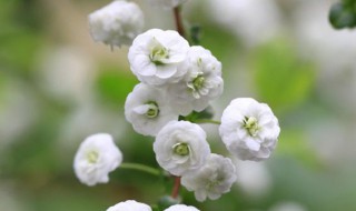 喷雪花花语 喷雪花花语有哪些