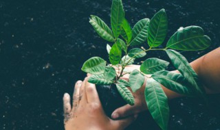 植物为什么会有血型 植物为何会有血型