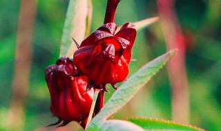 洛神花茶怎么喝 怎么喝洛神花茶