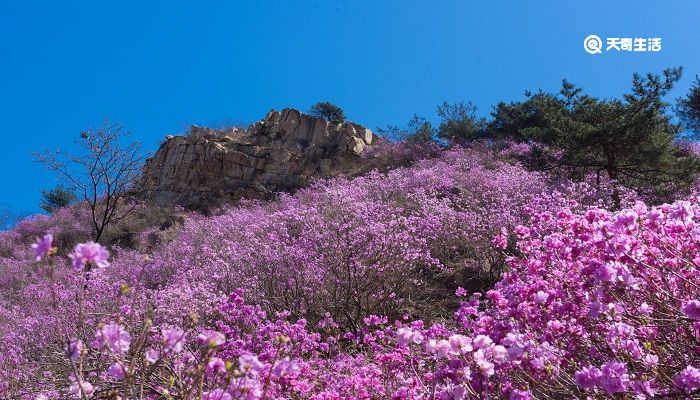 徐州市春季赏花去哪里