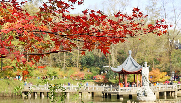 南京栖霞山枫叶什么时候红