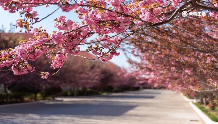 佛山市春季赏花去哪里