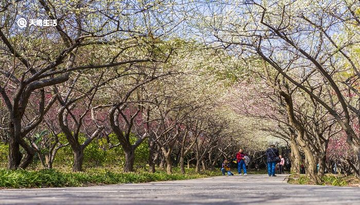 大庆市春季赏花去哪里