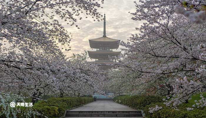 遵义市春季赏花去哪里