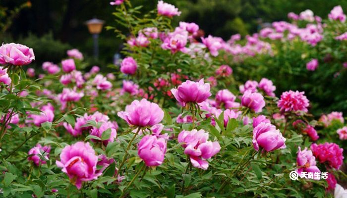 芜湖市春季赏花去哪里