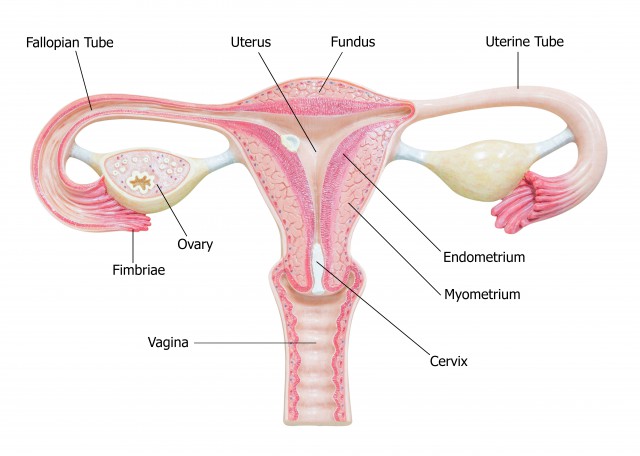 子宫内膜厚度多少算正常？专家来给你解答！