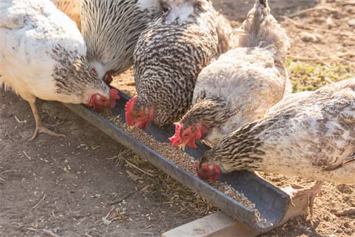 白羽肉鸡的养殖成本与利润分析
