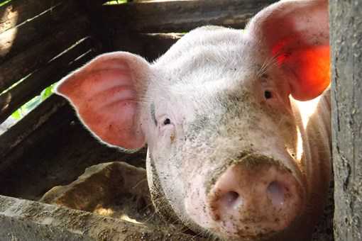 2020年天津市生猪养殖补贴政策