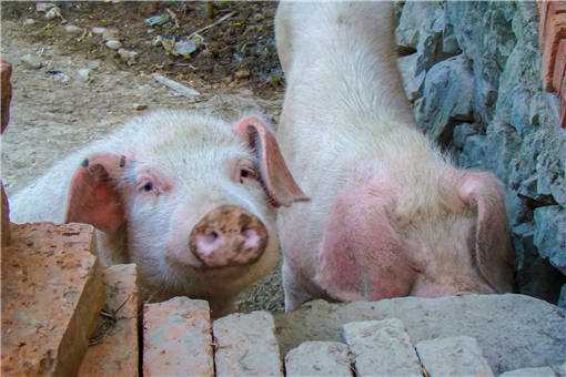 生猪养殖扶持政策