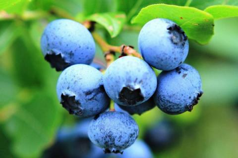 北方盆栽蓝莓品种