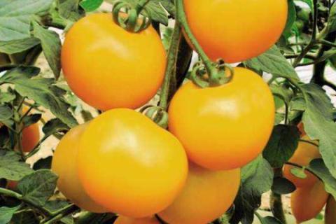 西红柿怎么种植和管理