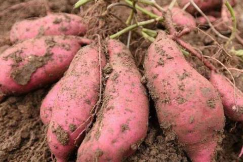 红薯种植方法及施肥
