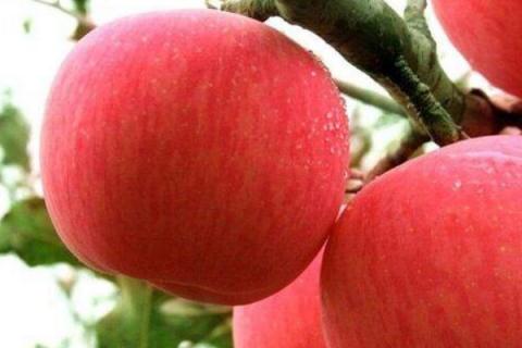 苹果怎么种植方法