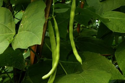 四季豆种子催芽方法