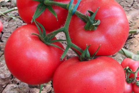 西红柿怎么种植和管理