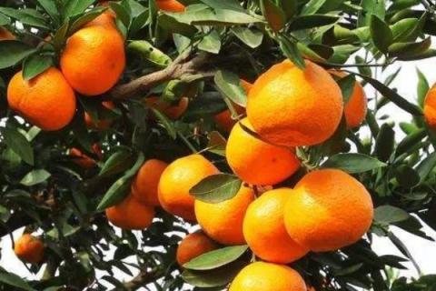 柑橘落果原因与防治