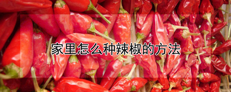 家里怎么种辣椒的方法