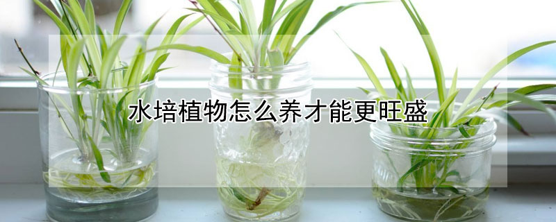 水培植物怎么养才能更旺盛