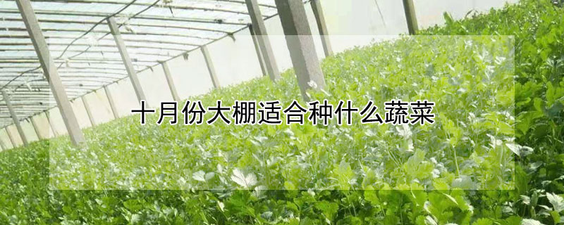 十月份大棚适合种什么蔬菜