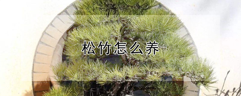 松竹怎么养