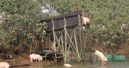 湖南朱永华跳水养猪 提高猪肉品质和口感