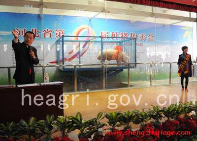 河北省第九届种猪拍卖会在石家庄举行