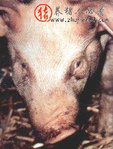 什么是猪萎缩性鼻炎？