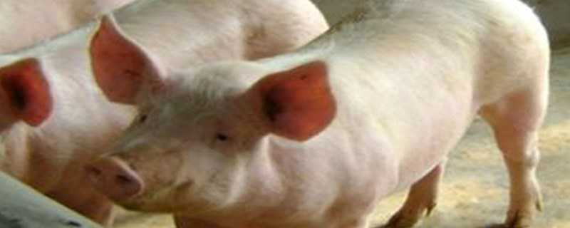 育肥猪的非洲猪瘟早期症状